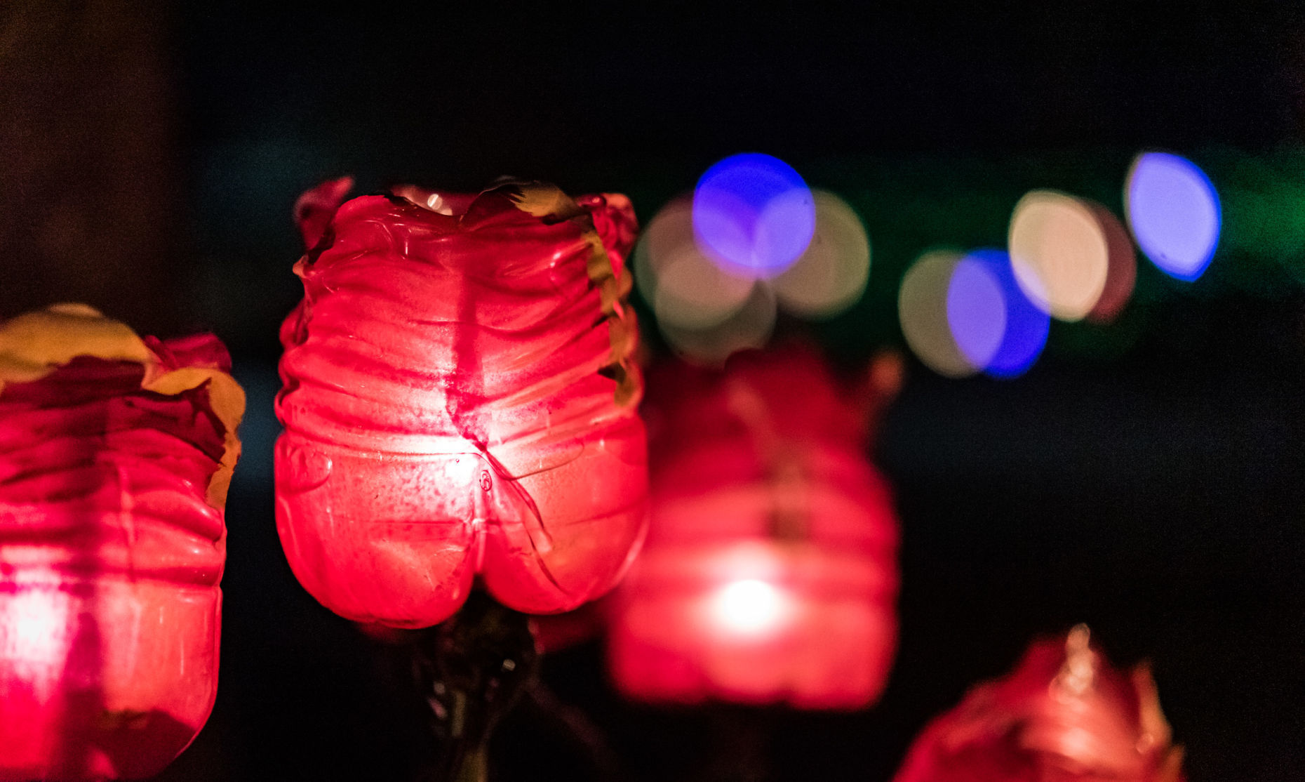 Ciener Garden Tulip Holiday Blooms Light Display